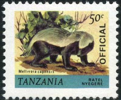 Honey Badger (Mellivora capensis)