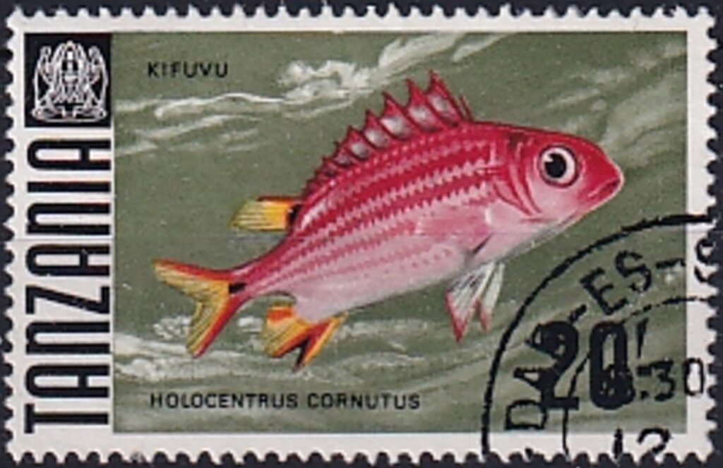 Horned Squirrelfish (Holocentrus cornutus)