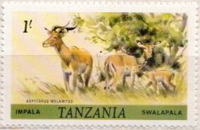 Impala (Aepyceros melampus)