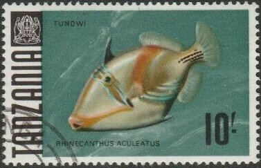 Lagoon Triggerfish (Rhinecanthus aculeatus)