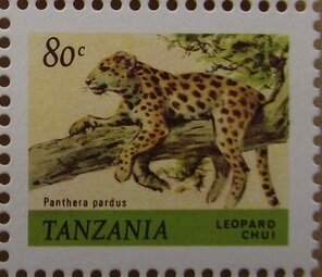 Leopard (Panthera pardus)