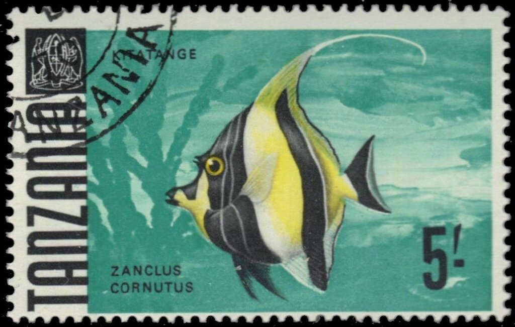 Moorish Idol (Zanclus cornutus)