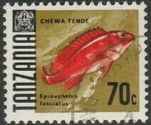 Red Banded Grouper (Epinephelus fasciatus)
