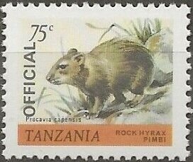 Rock Hyrax (Procavia capensis)