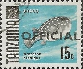 Shogo - White-spotted Puffer (Arothron hispidus)