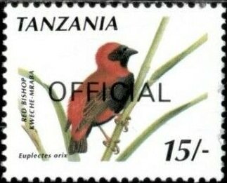Southern Red Bishop (Euplectes orix)