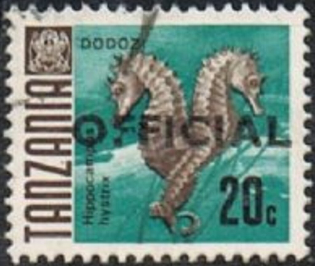Spiny Seahorse (Hippocampus hystrix)