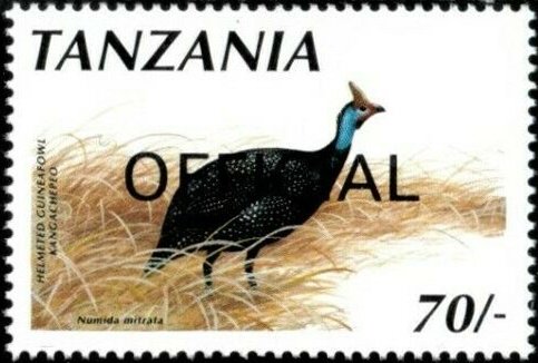 Tufted Helmeted Guineafowl (Numida meleagris mitrata)