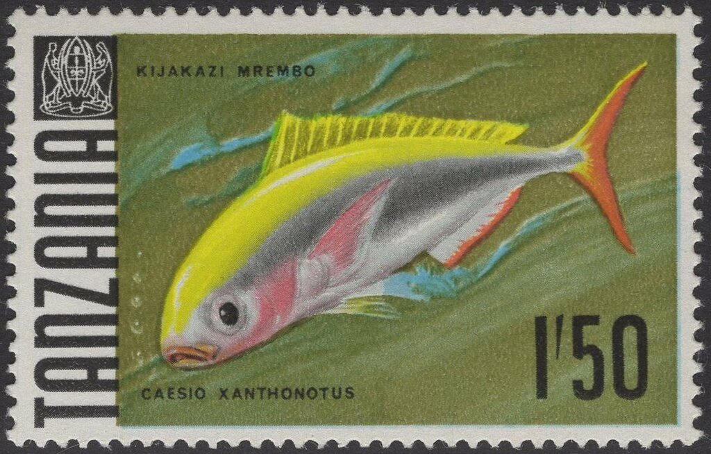 Yellowback Fusilier (Caesio xanthonotus)