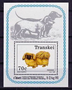 Pekingese Dog (Canis lupus familiaris)