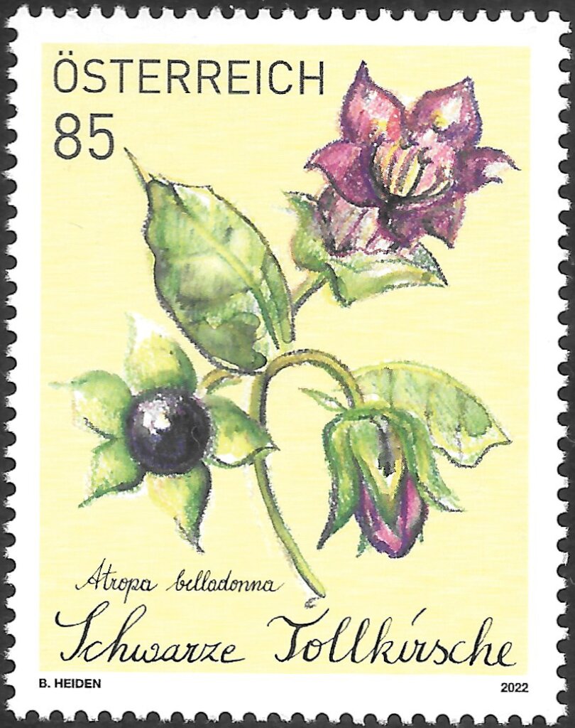 Belladonna (Atropa belladonna)