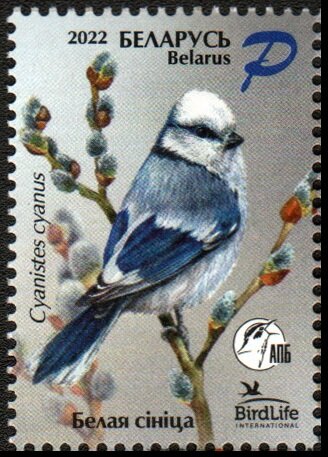 Azure Tit (Cyanistes cyanus)