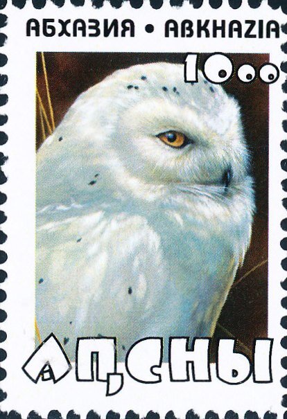 Owl