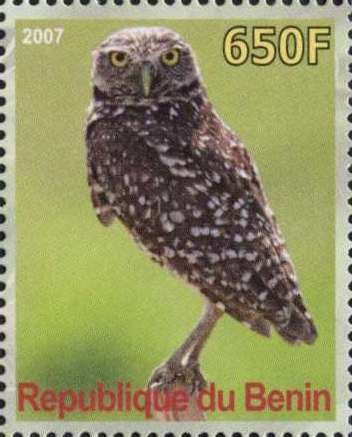 Owl
