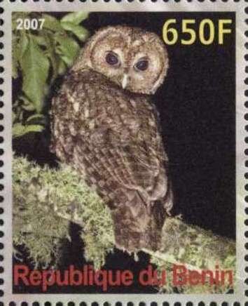 Owl