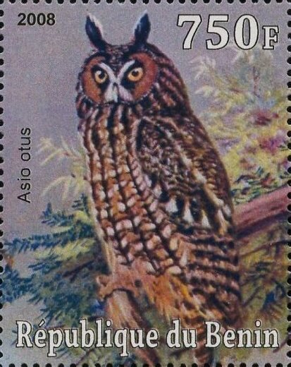 Owl