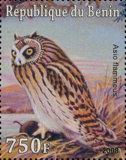 Owl