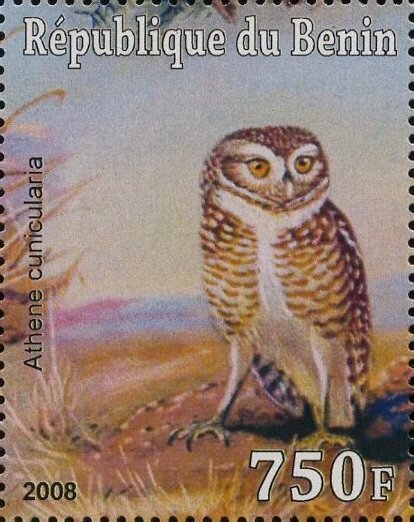 Owl