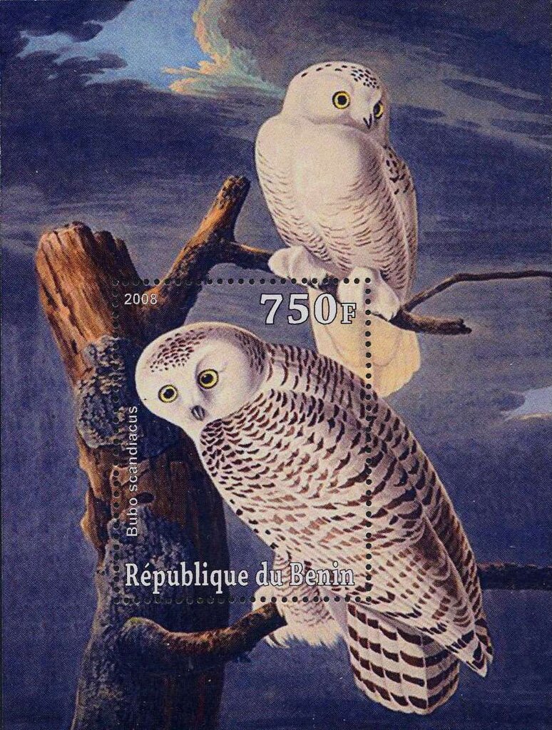 Owls