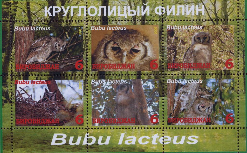 Owls