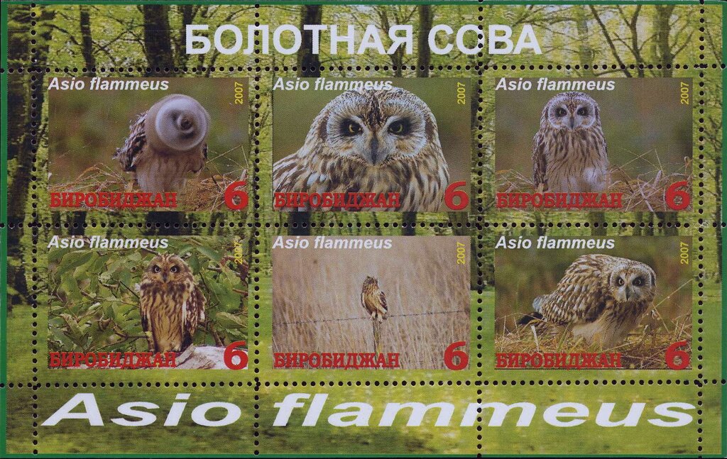 Owls