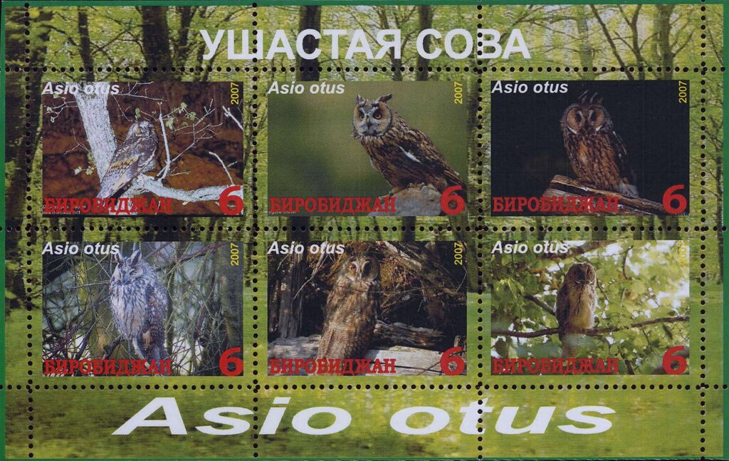 Owls