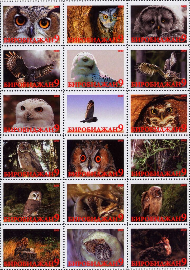 Owls