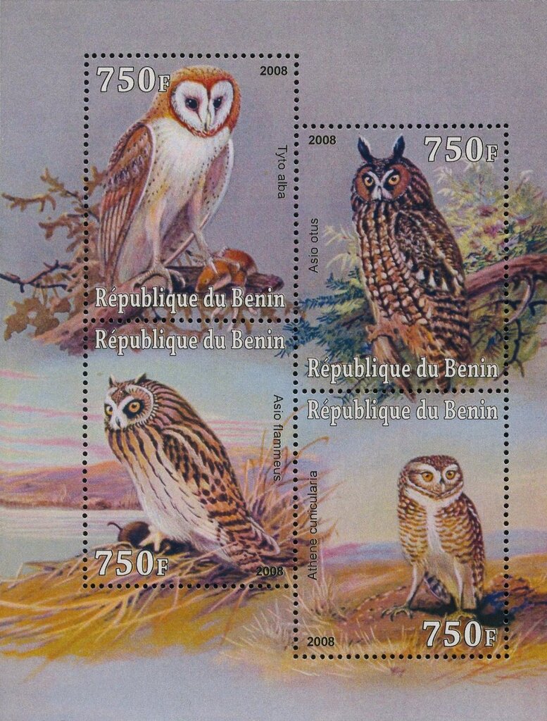 Owls