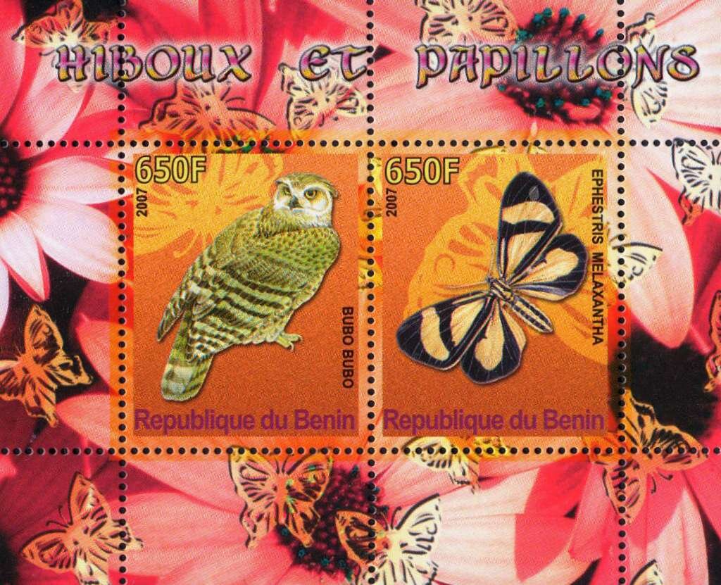 Owls and Butterflies