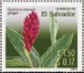 Alpinia Purpurata