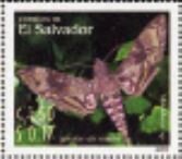Manduca sp