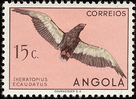Bataleur Eagle (Terathopius ecaudatus)