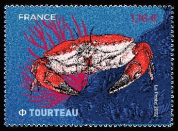 Brown Crab (Cancer pagurus)