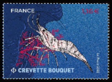 Common Prawn (Palaemon serratus)