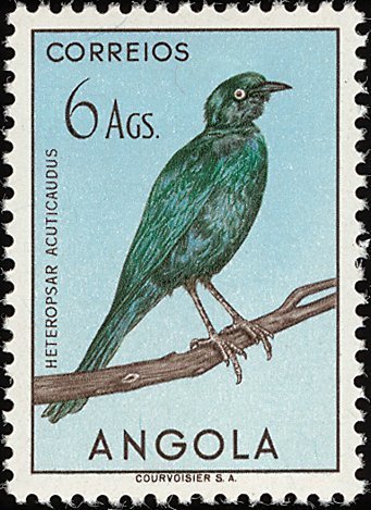 Sharp-tailed Glossy Starling (Lamprotornis acuticaudus)