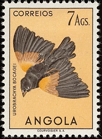 Fan-tailed Widowbird (Euplectes axillaris)