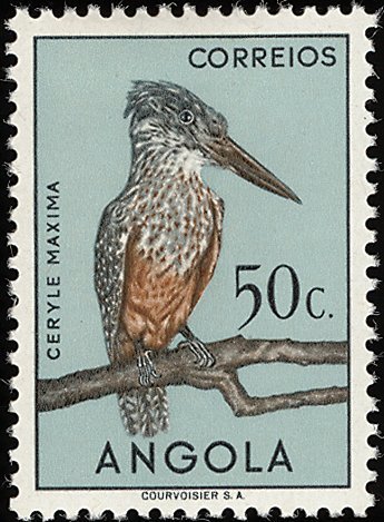 African Giant Kingfisher (Ceryle maxima)