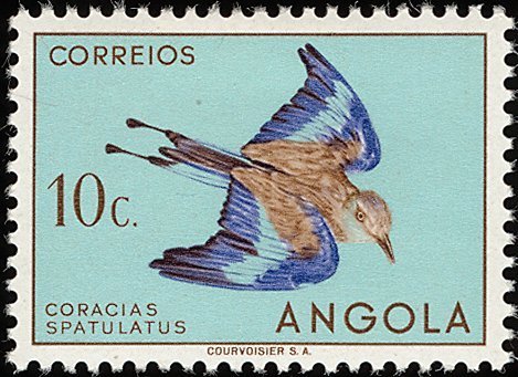 Racquet-tailed Roller (Coracias spatulatus)