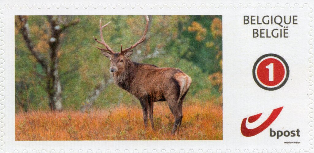 Deer