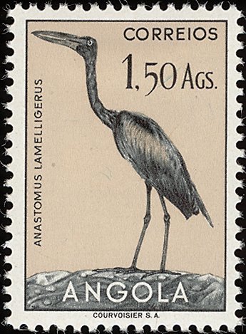 African Openbill (Anastornus lamelligerus)
