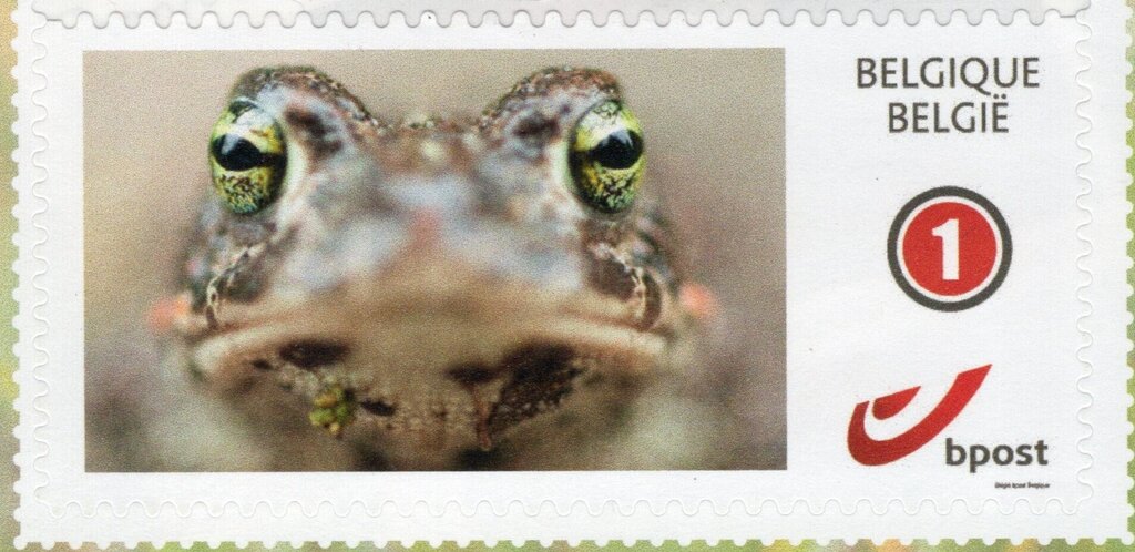 Frog