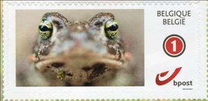 Stamp, Frog, Personalized and Private Mail Stamps,  , Frogs