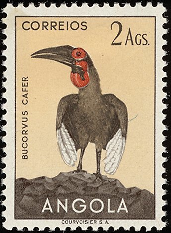 Southern Ground Hornbill (Bucorvus cafer)