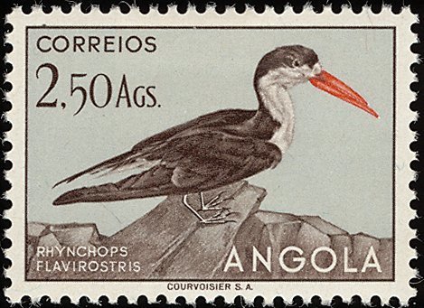 African Skimmer (Rhynchops flavirostris)