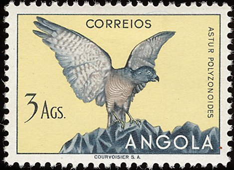 Southern Shikra (Accipiter badius polyzonoides)