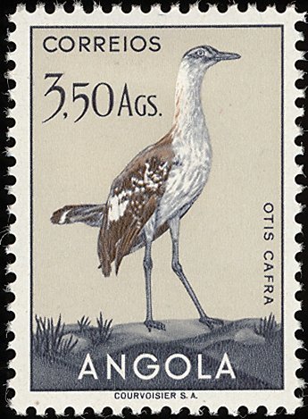 Denham's Bustard (Neotis cafra)