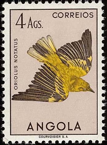 African Golden Oriole (Oriolus auratus notatus)