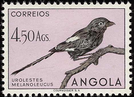 Magpie Shrike (Corvinella melanoleuca)