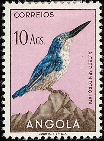 Half-collared Kingfisher (Alcedo semitorquata)