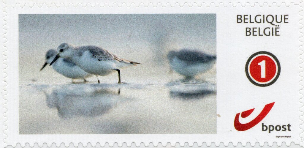 Wading Birds